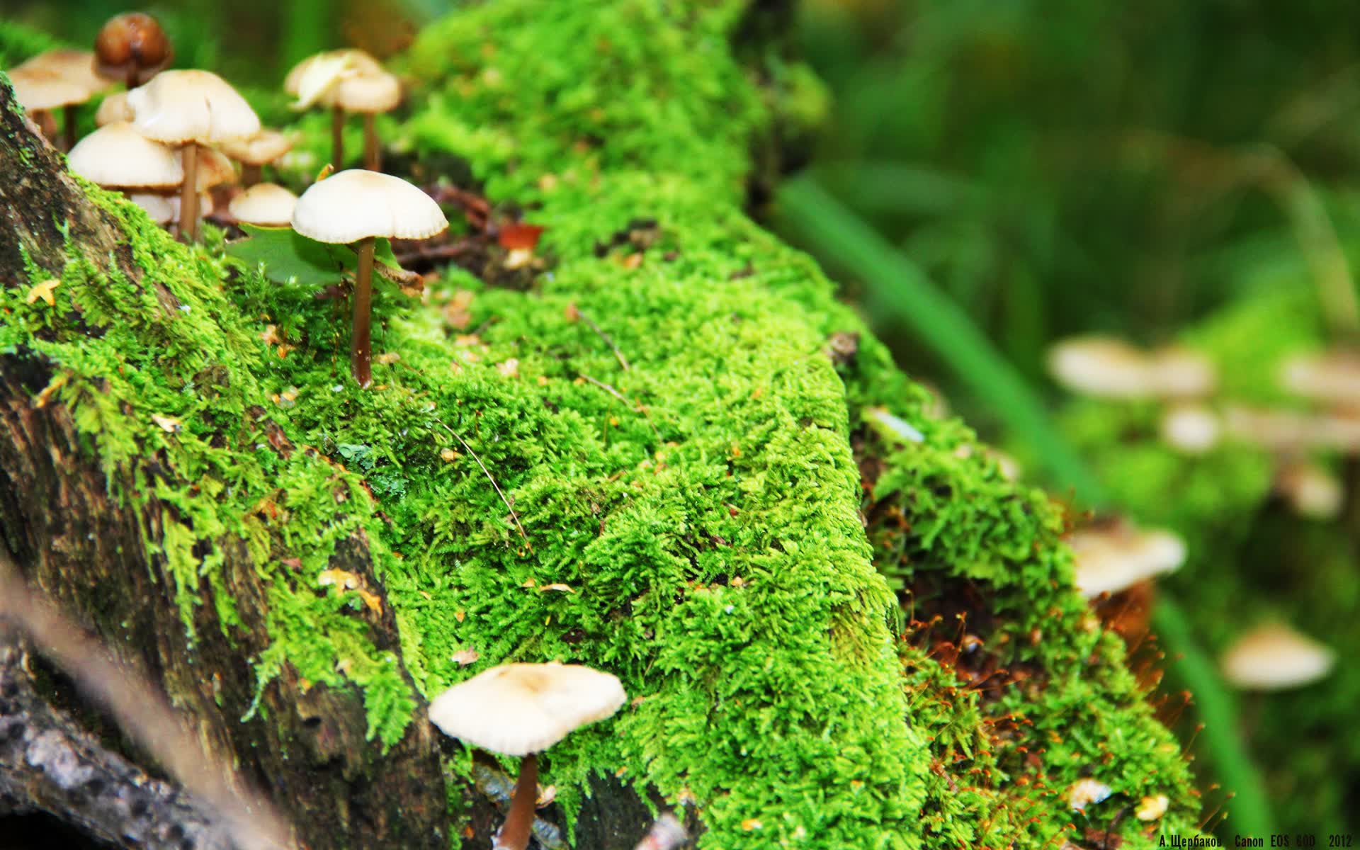 世界保龄球青少年联赛校园巡回启动，世界保龄球冠军是谁